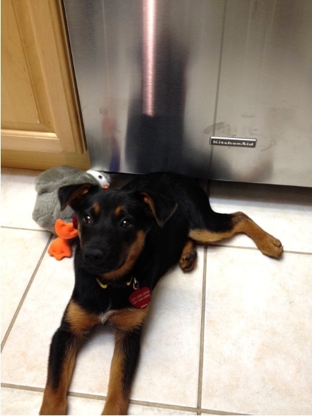 Angel & KitchenAid Dishwasher