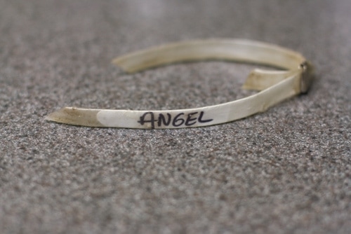 Angel's collar