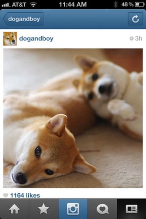 dogandboy on instagram