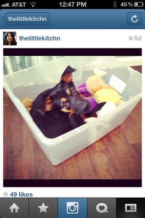 Sharing pet photos on instagram
