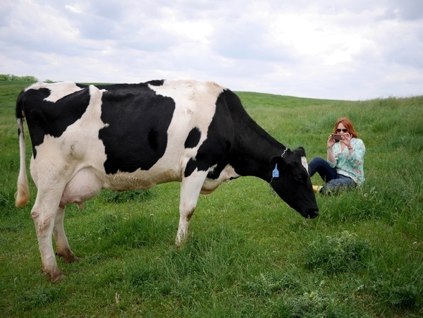 Ree and the Dairy Cow Ree and the Dairy Cow