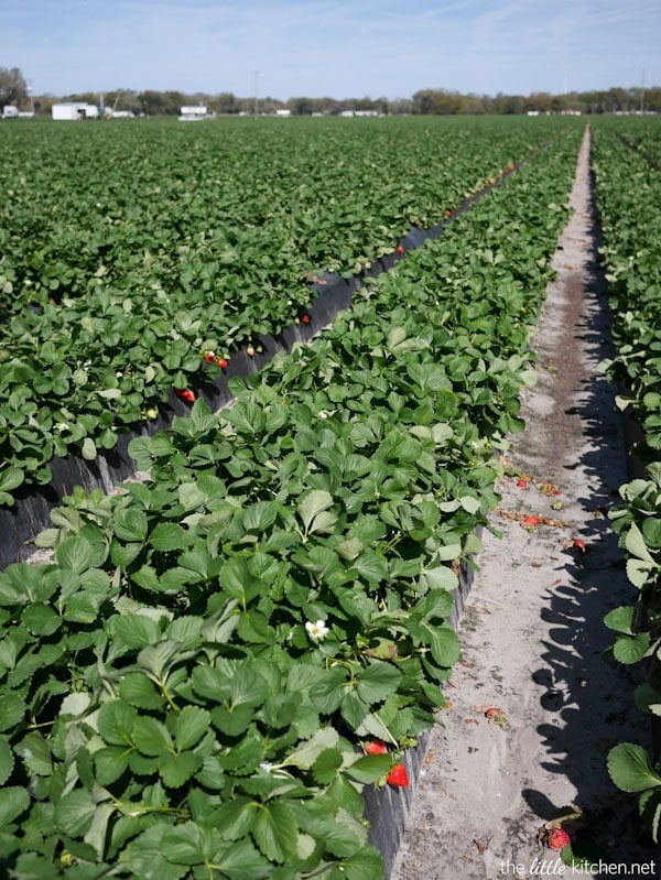Strawberry Farm Tour Strawberry Farm Tour