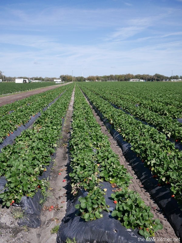 Strawberry Farm Tour Strawberry Farm Tour