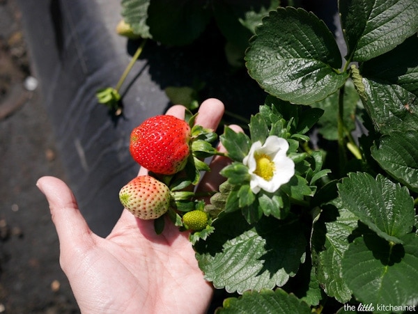Strawberry Farm Tour Strawberry Farm Tour